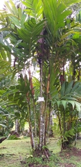 Pinanga coronata