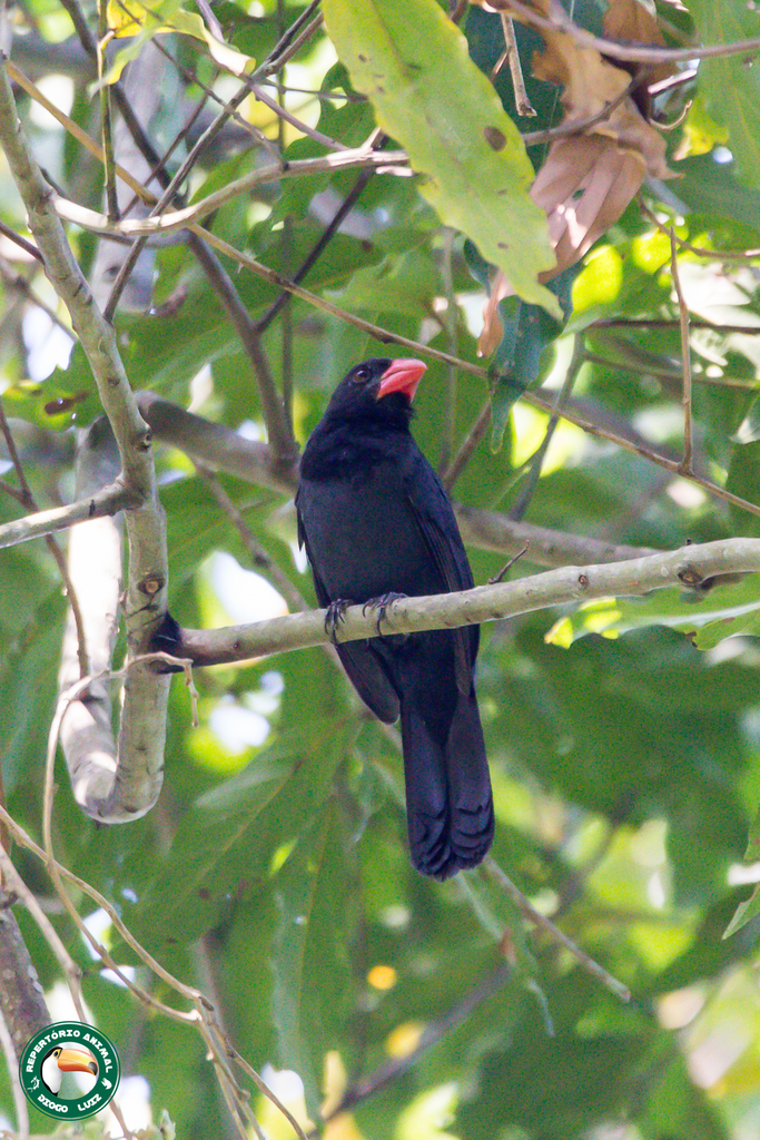 Black-throated Grosbeak