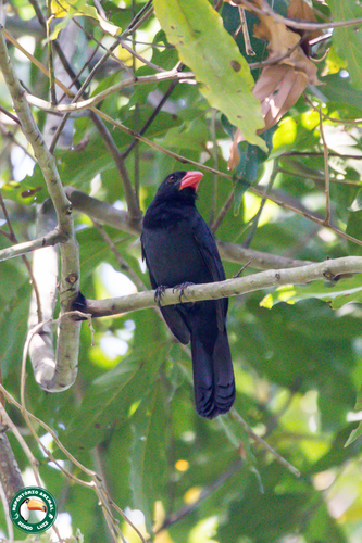 Black-throated Grosbeak