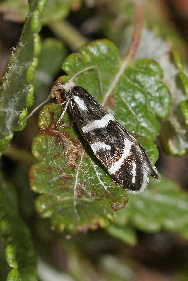 Incurvaria stangei