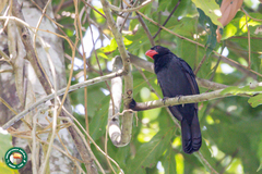 Saltator fuliginosus