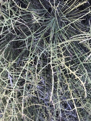 Adolphia californica