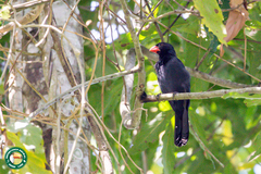 Saltator fuliginosus