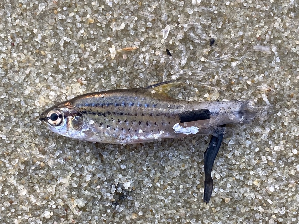 Copperstripe barb (Enteromius multilineatus) — Cyprinidae