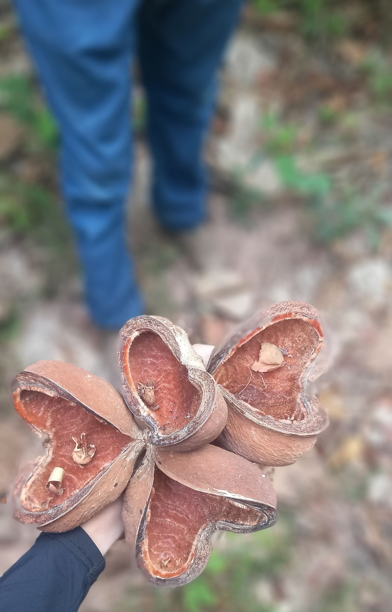 Sterculia apetala