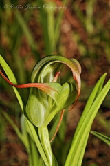 Pterostylis patens