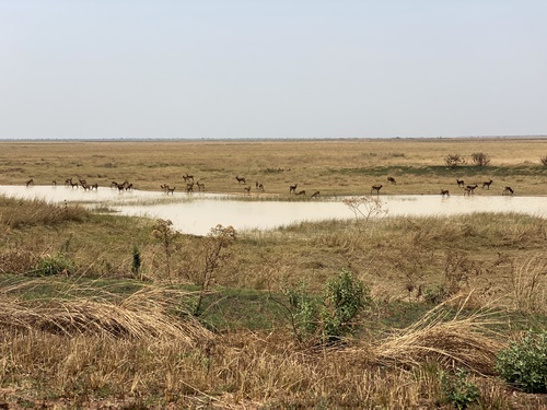 Black Lechwe