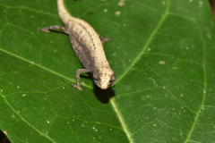 Brookesia minima