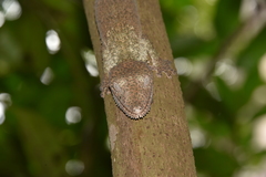 Uroplatus henkeli