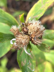 Eucephalus engelmannii, photograph eb50, CC0, iNaturalist via GBIF