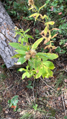 Eucephalus engelmannii, photograph eb50, CC0, iNaturalist via GBIF