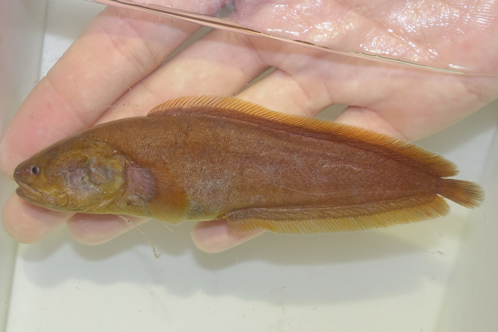 Ryukyu Viviparous Brotula