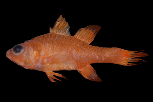 Apogon talboti observed 2025-09-19