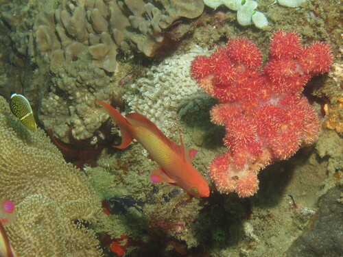 Sea goldie (Pseudanthias squamipinnis) — Serranidae — 5