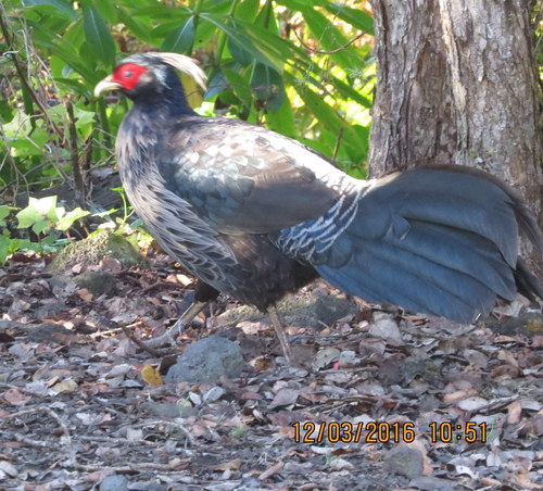 Kalij Pheasant