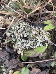 Cladonia dahliana