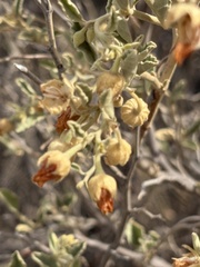Hermannia incana