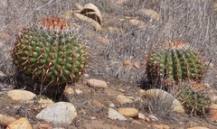 Ferocactus viridescens