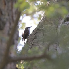 Pygarrhichas albogularis