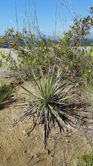 Yucca glauca