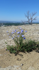 Linum lewisii