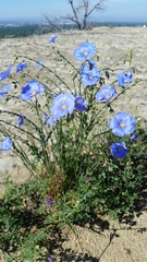 Linum lewisii
