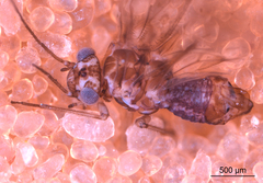 Philotarsus californicus