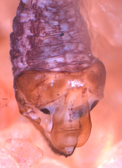 Philotarsus californicus