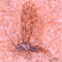 Philotarsus californicus