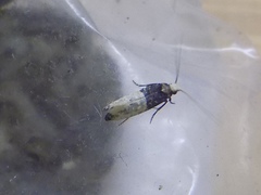 Trichophaga tapetzella