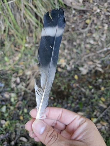 Topknot Pigeon