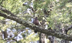 Patagioenas araucana