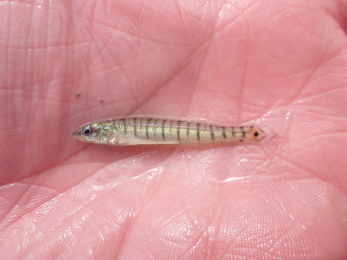 Bigscale Logperch