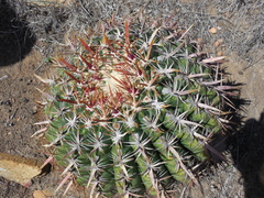 Ferocactus viridescens