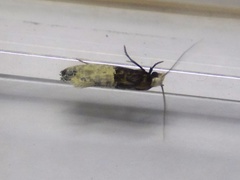 Trichophaga tapetzella
