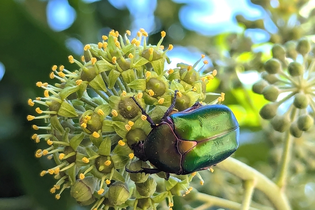 Protaetia cuprea cuprea