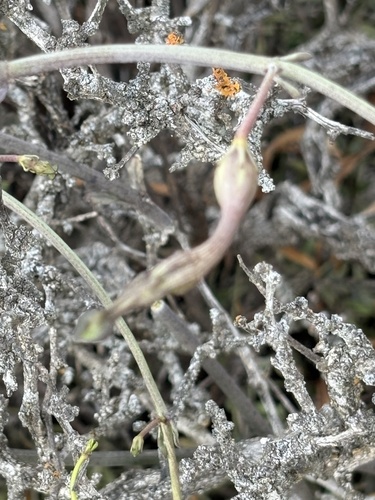 Ceropegia fimbriata