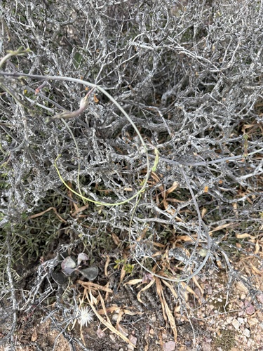 Ceropegia fimbriata