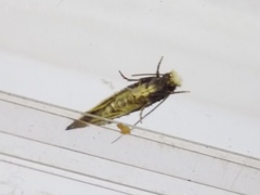 Trichophaga tapetzella