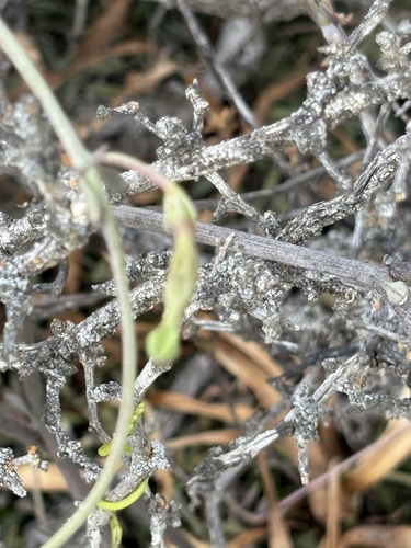 Ceropegia fimbriata