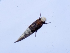 Trichophaga tapetzella