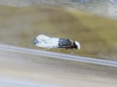 Trichophaga tapetzella