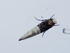 Trichophaga tapetzella