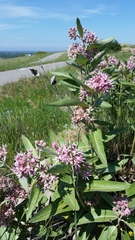 Asclepias speciosa