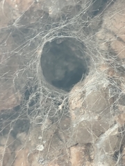 Nephilingis cruentata