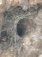Nephilingis cruentata