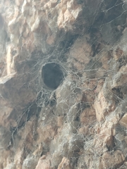 Nephilingis cruentata