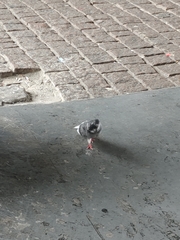 Columba livia domestica