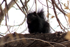 Sciurus niger