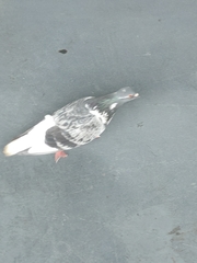 Columba livia domestica